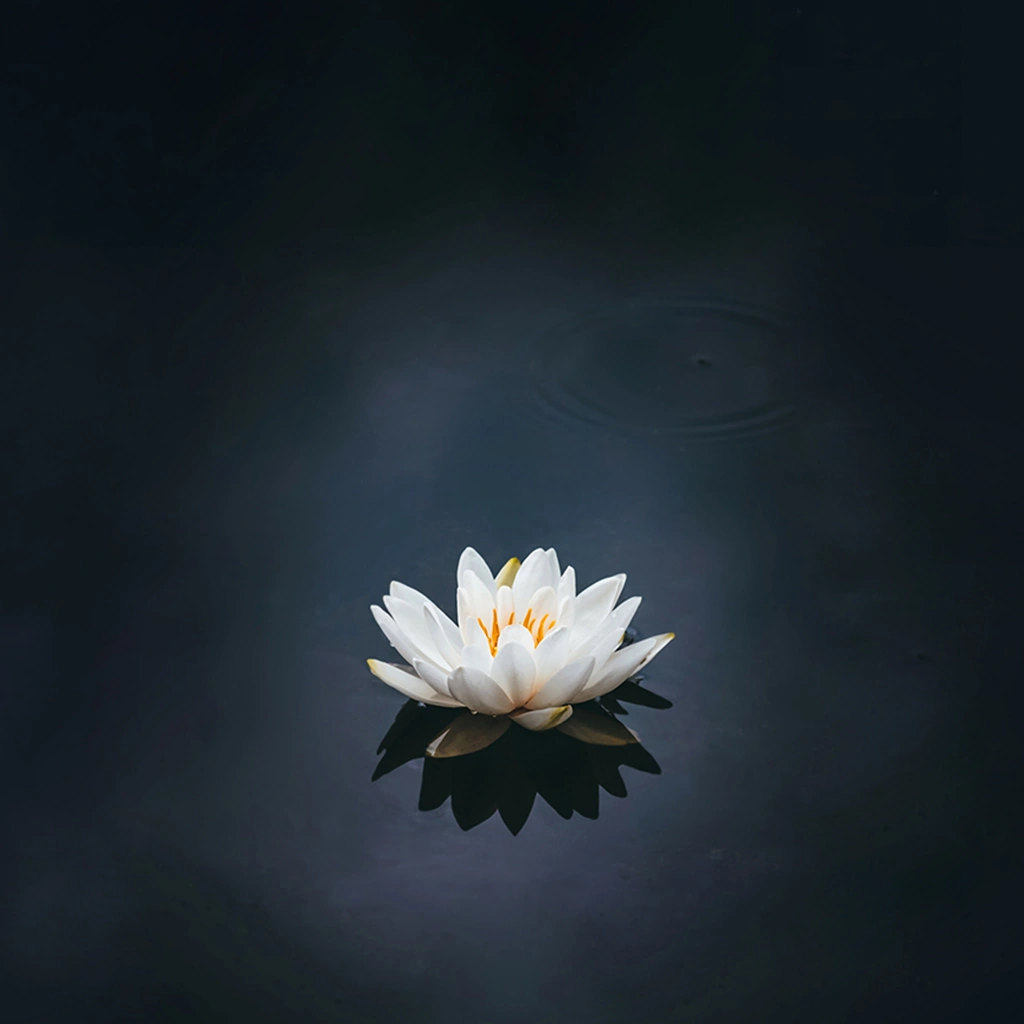 Abbildung: Wasserblume