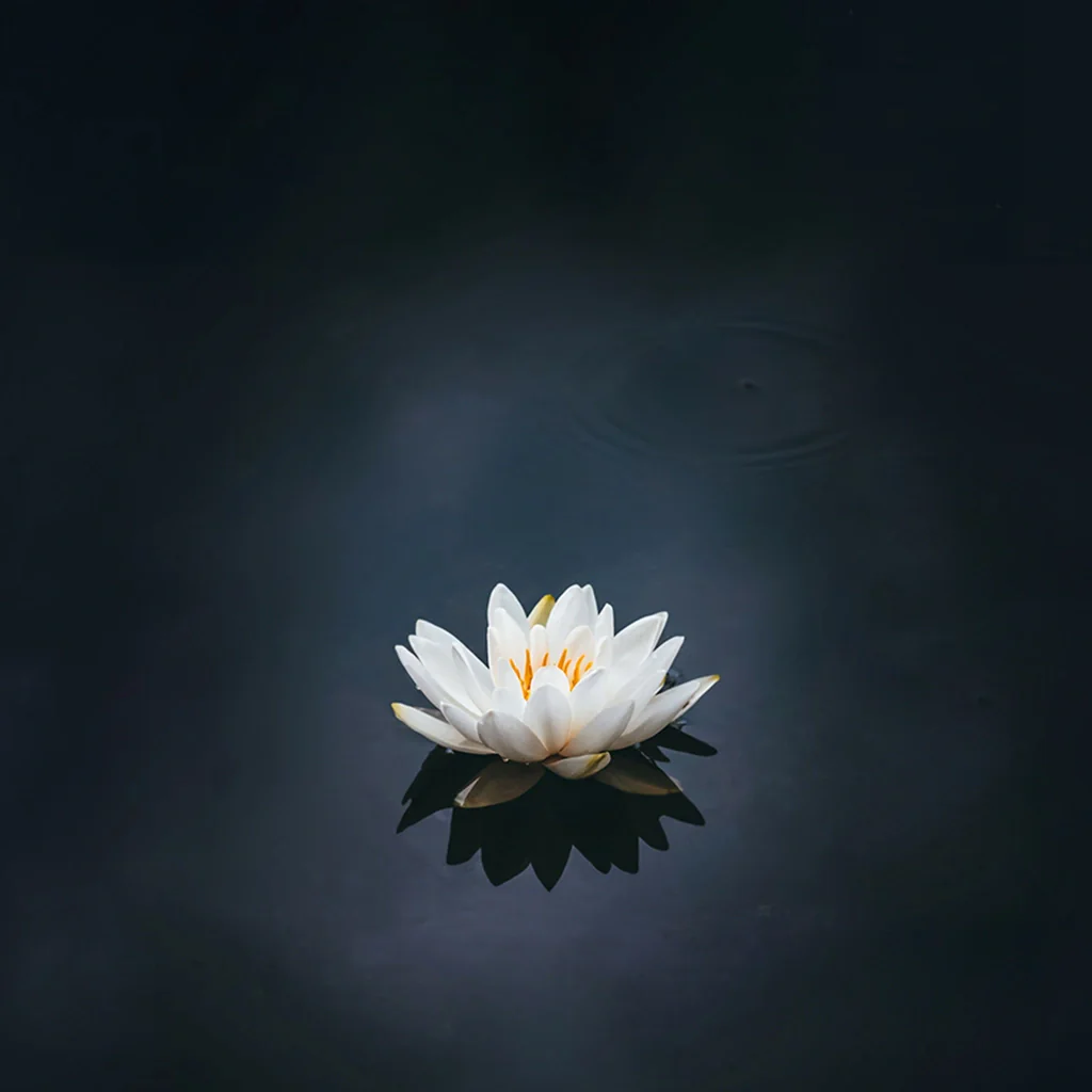 Abbildung: Wasserblume