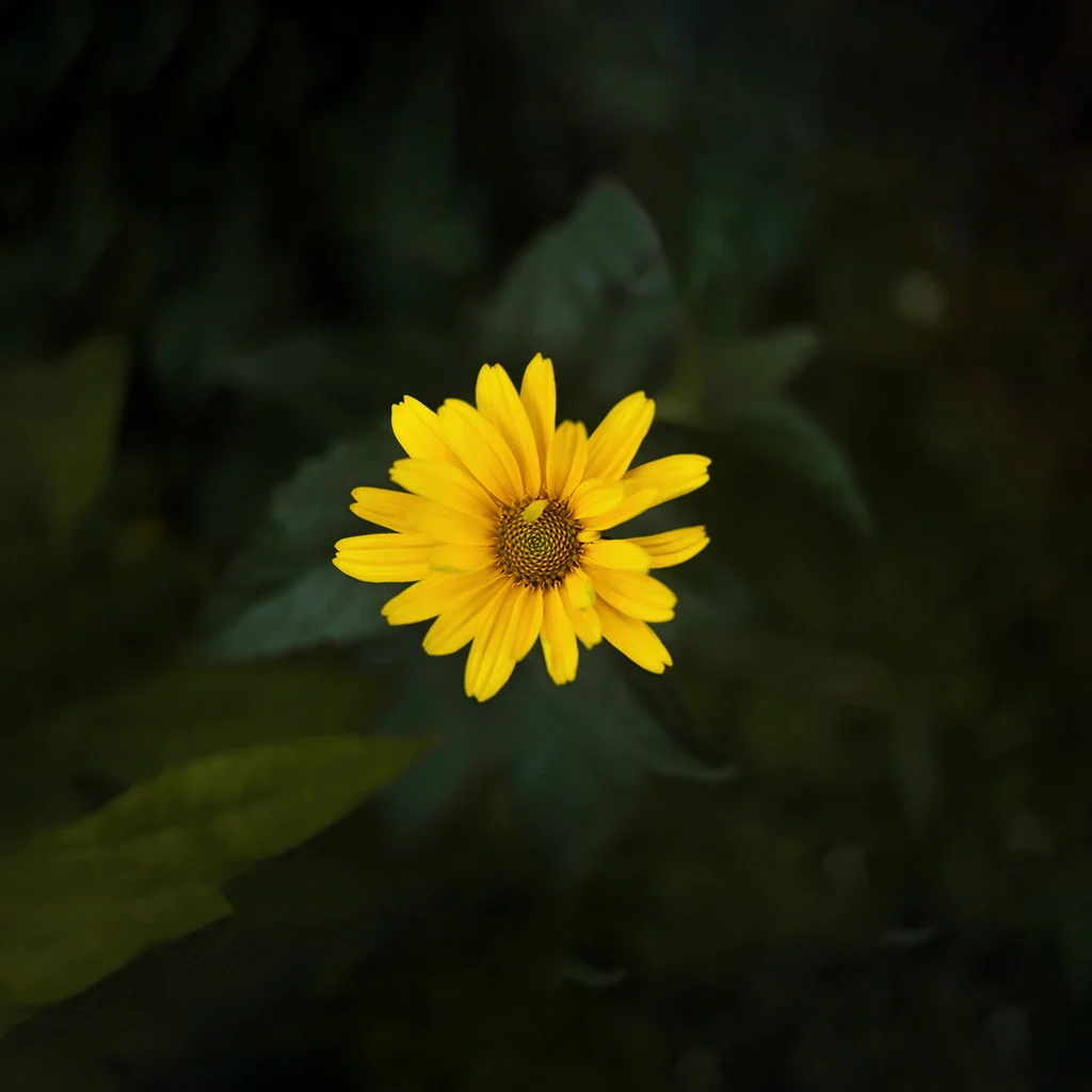 Abbildung: Sonnenblume